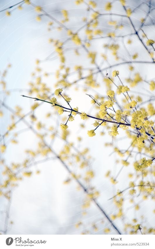 Frühling Himmel Blume Sträucher Blüte Blühend Duft Wachstum gelb Frühlingstag Frühlingsblume Blütenknospen Frühlingsfarbe Ast Zweige u. Äste Farbfoto mehrfarbig