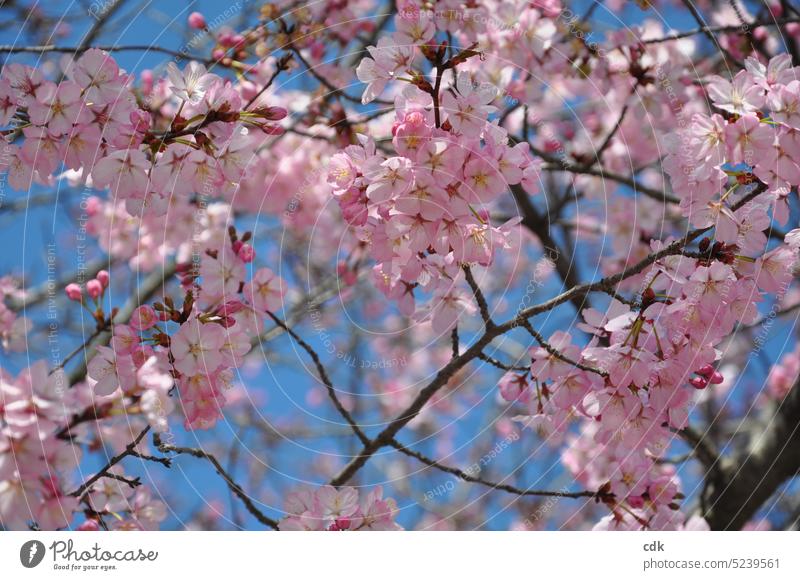 Kirschblüten-Zauber in rosa vor blauem Himmel | Hanami | den Frühling feiern. Zierkirsche Blüte Blühend Frühlingsgefühle Kirschbaum Schönes Wetter Pflanze Park