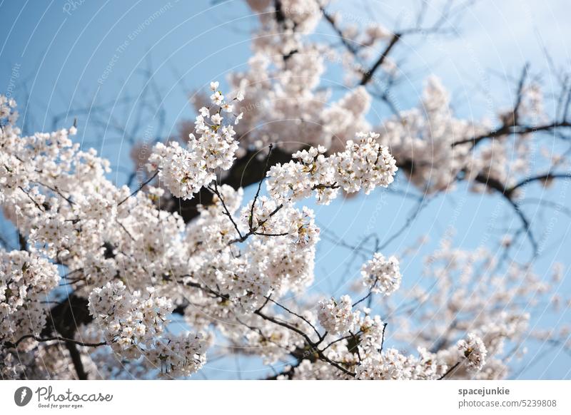 Kirschblüte Kirsche BLUETEN Blütenblatt Blüttenblätter Baum Ast Äste Äste und Zweige Natur Frühling Frühlingsgefühle Erwachen Erwachen der Natur