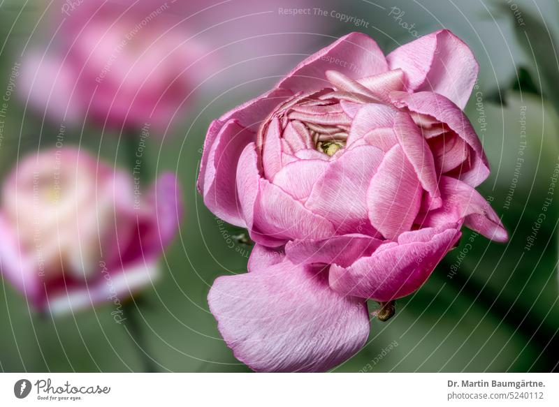 Floristenranunkel, Asiatischer Hahnenfuß, rosa Kultursorte Gartenforn gefüllt Blüte Blüten blühen Ranunculus asiaticus Ranunculaceae Hahnenfußgewächse