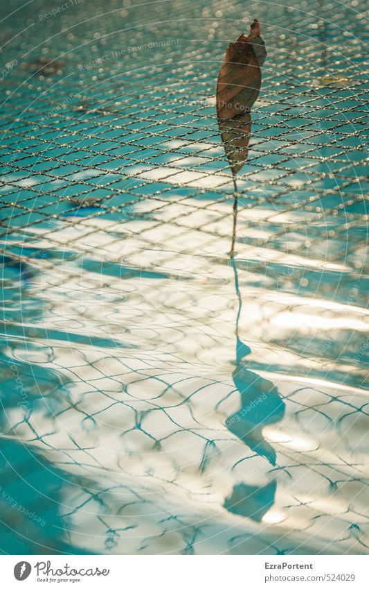 Saisonende Wellness Schwimmen & Baden Sonne Wellen Herbst Blatt Netz leuchten glänzend Schatten Wasser Schwimmbad Oberfläche vergangen gefangen festhalten