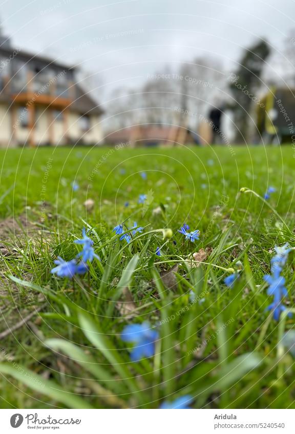 Haus mit großem Garten und sibirischem Blaustern im Vordergrund zu Hause Wiese Rasen Grundstück Frühling Trampolin Schaukel Bäume Blume Frühblüher