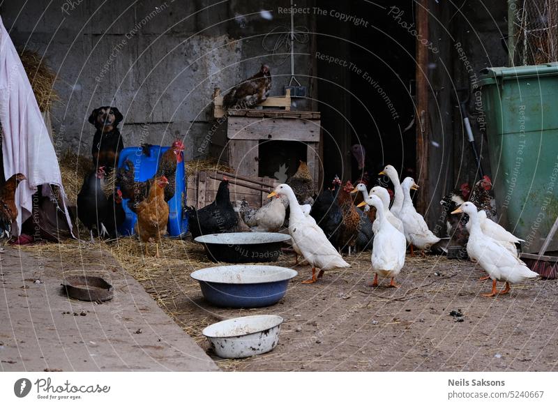 Eine Gruppe von Hühnern und Enten auf dem Hühnerhof im Dorf. Ackerbau Tier Hintergrund Vogel Masthähnchen braun Hahn Landschaft Kreatur Kultur niedlich heimisch
