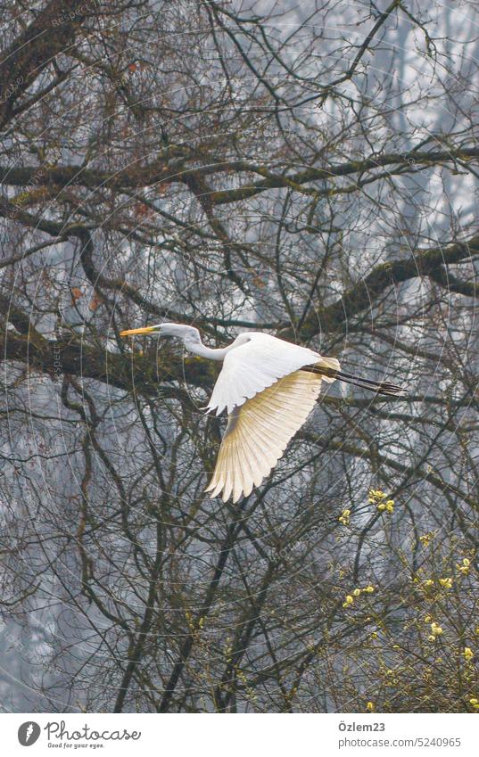 Silberreiher fliegt im Nebel über das Hücker Moor, daneben die Äste Reiher Vogel fliegen elegant Natur Umwelt Tierporträt Außenaufnahme Farbfoto Menschenleer