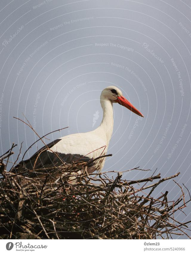 Storch - Männchen nach Ankunft im Brutgebiet Nest Vogel Tier Ausflug Außenaufnahme Tierporträt Himmel Natur Tag weiß Frühling Menschenleer Weißstorch Farbfoto