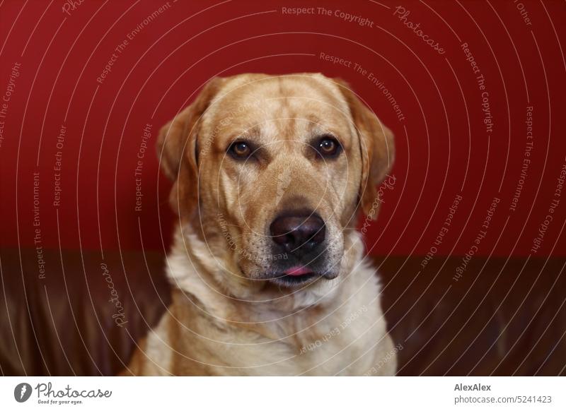 Portrait eines blonden Labradors, der die Zunge leicht raushängen lässt und auf einer braunen Couch sitzt, die vor einer roten Wand steht Hund Haustier Fell