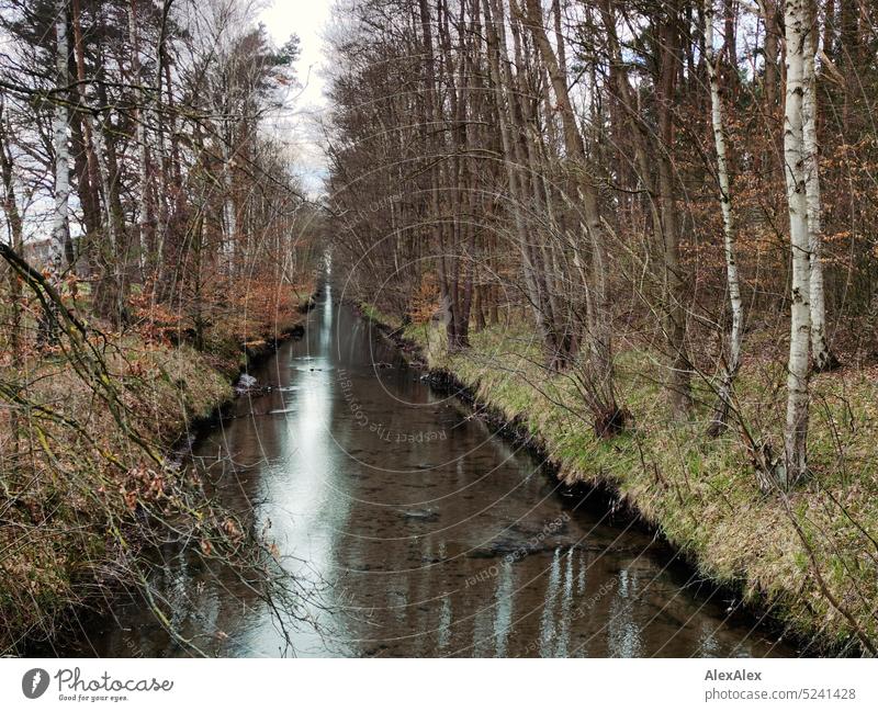 Landschaftsbild eines geraden flachen Flusses oder Kanals, der an den Ufern von hohen Bäumen gesäumt ist - Herbst, Frühling, Winter Birken Äste Zweige Wasser
