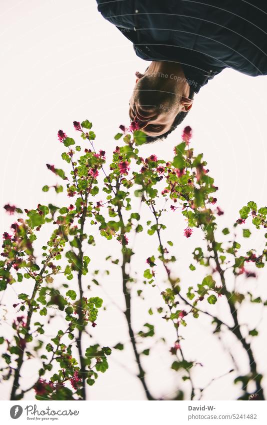 Mann schnuppert im Frühling an einer Blüte riechen duften schnuppern Duft Pflanze Blume Nase genießen Blutjohannisbeere blühen Blühend Garten Natur