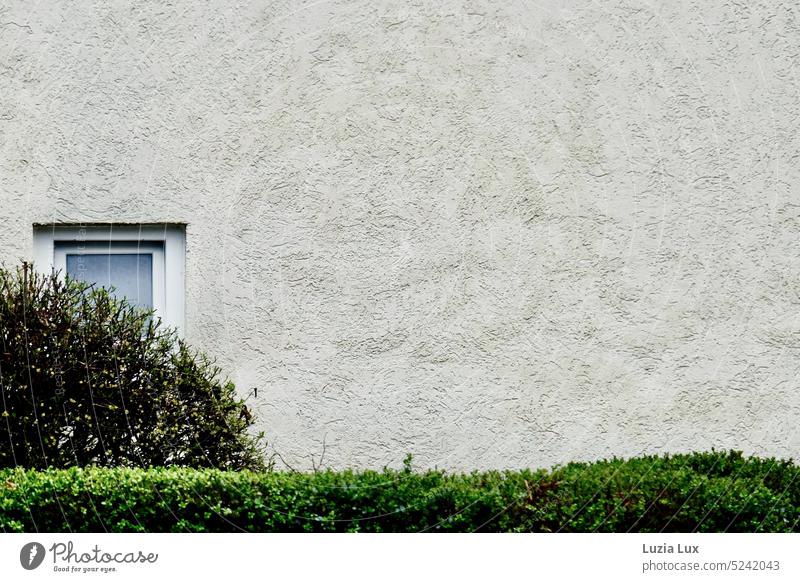 grüne Hecke Form zierlich Heckenschnitt Natur Garten Fenster Fassade urban