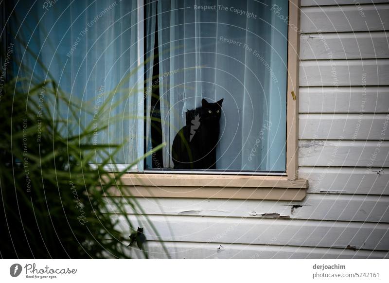 Hinter sich  einer Gardine am geschlossen Fenster, lauert eine schwarze Katze . Links am Bild  ein kleiner Rest von einer grünen  Hecke. katzenhaft Ein Tier