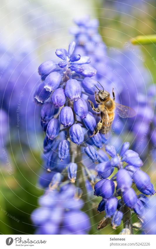herum summen Natur Biene Blume Blüte Frühling Pflanze Tier Insekt Garten Farbfoto Außenaufnahme Sommer lila Umwelt Makroaufnahme fleißig Pollen Nahaufnahme