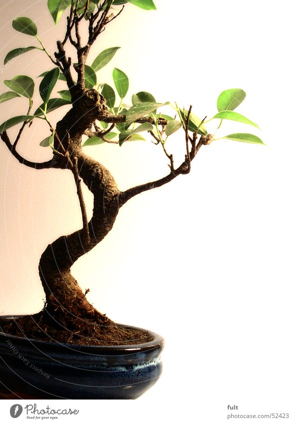 bonsaibaum Bonsai Baum Zierde Pflanze ruhig Blatt Kunst bonsaibaun Erde Baumstamm klein Natur