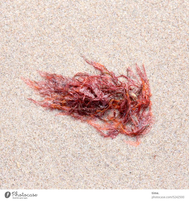 Strandsalat Alge Sand glänzen nass Ostseeküste Natur Küste Vogelperspektive glitzern rot Landschaft Pflanze eukaryotische Lebewesen Seegras Tang