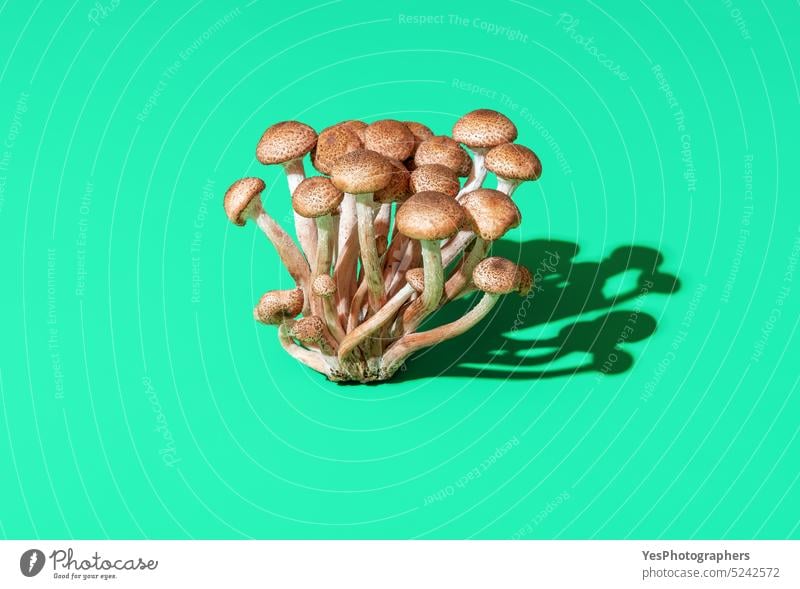 Wild essbare Pilze Bündel isoliert auf einem grünen Hintergrund Agaristik Armillaria mellea Herbst Blumenstrauß braun Farbe Küche ausschneiden lecker Design