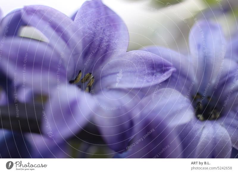 Frühlingsschönheit natürlich Blühend Tag Nahaufnahme Farbfoto Außenaufnahme Pflanze Garten blume blüten frühblüher jahreszeit Hyazinthe blau makro blütenblätter
