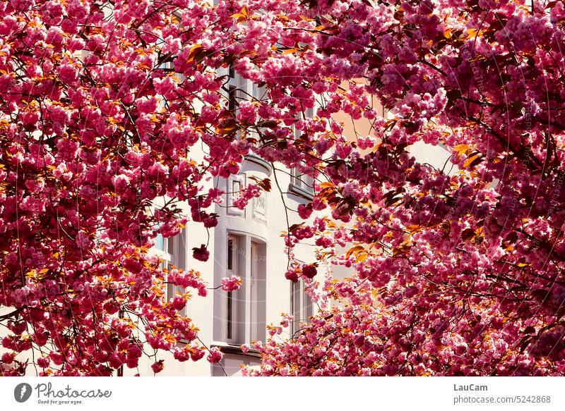 Frühling vorm Fenster - Kirschblüten in voller Pracht rosa Blüte blühend Frühlingsgefühle schönes Wetter Kirschbaum Hanami