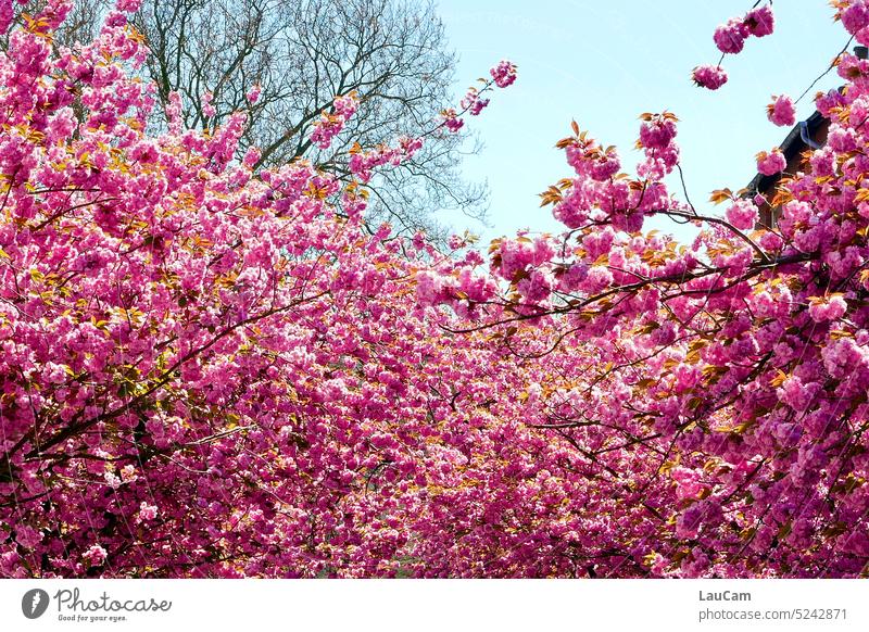 Überall Kirschblüten Frühling rosa blühend Blüte Kirschblütenzeit Kirschblütenfest Frühlingsgefühle Hanami Frühlingstag Kirschbaum Natur Baum pink