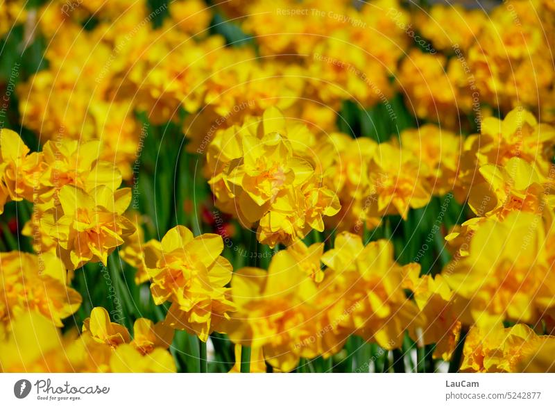 Osterglocken im Sonnenschein - gelb macht glücklich Narzissen strahlend gelb Frühling Gelbe Narzisse Blüte blühend Frühblüher Ostern Frühlingsgefühle