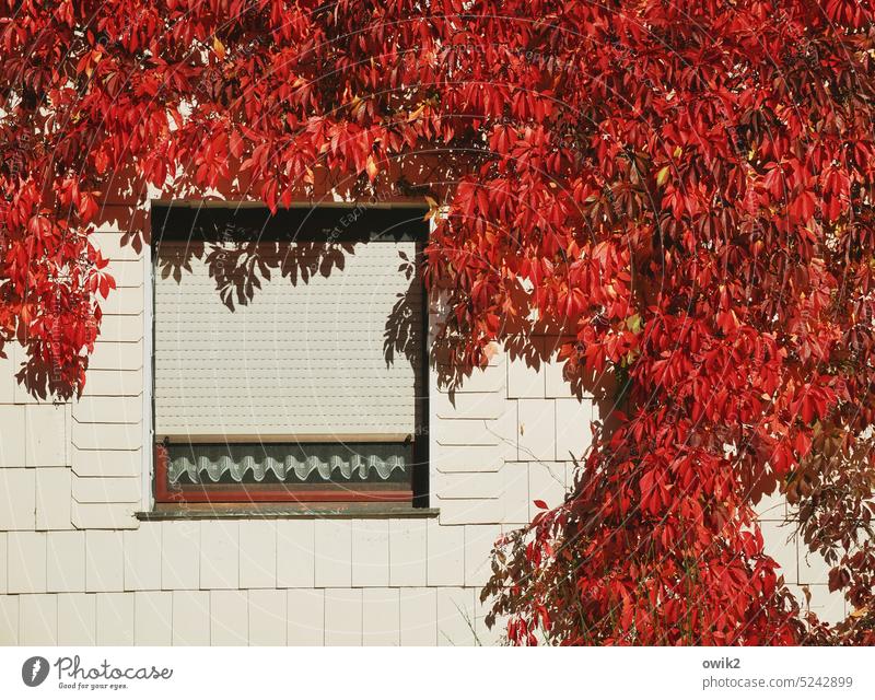 Zugeknöpft Wandverkleidung Pflanze Wachstum leuchtend rot Herbst leuchtende Farben herbstlich Herbstfärbung naturbelassen verwildert Dickicht üppig Wildpflanze