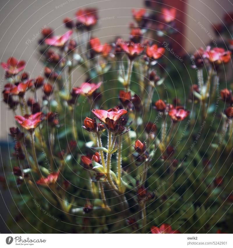 Wachstumsschub Steinbrech Saxifragaceae Blume Blüten Pflanze Blütenmeer Garten Frühling Außenaufnahme Makroaufnahme Farbfoto Nahaufnahme Detailaufnahme Blühend
