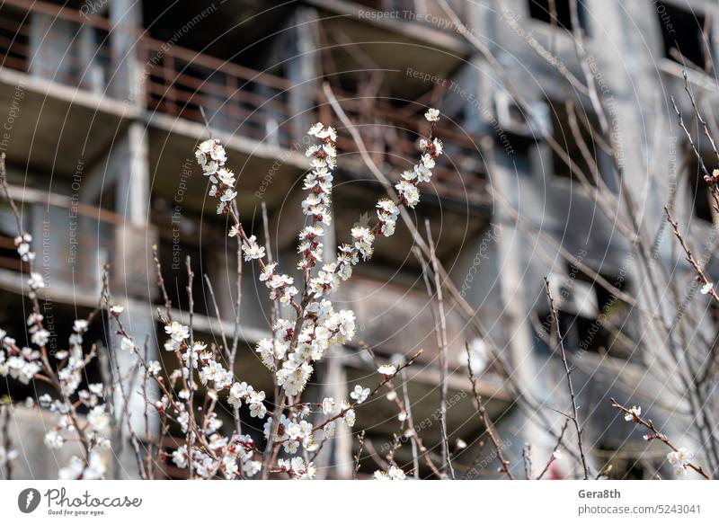 weiße Blumen vor dem Hintergrund der zerstörten und verbrannten Häuser in der Stadt der Ukraine donezk Kherson kyiv Lugansk mariupol Russland Saporoschje