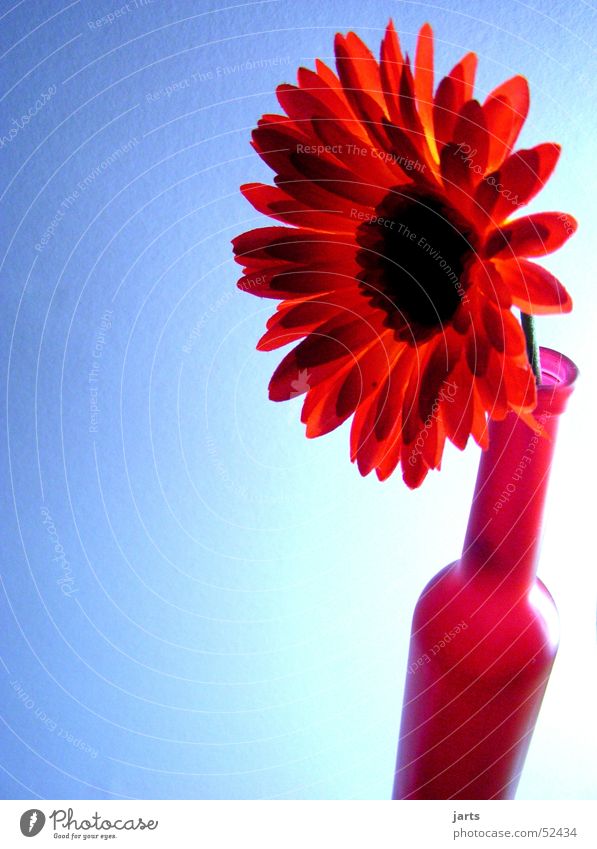 Flaschenblume Blume rot blau jarts Schatten