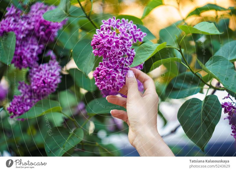 Die Hand einer Frau berührt einen Strauß blühenden Flieders Syringa vulgaris Sensation Fliederbusch Blumen Blütezeit Überstrahlung Buchse syringa