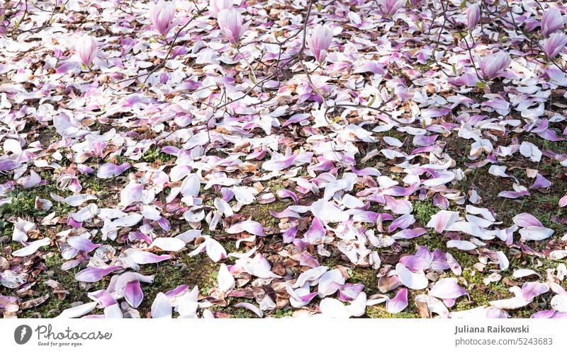 Magnolienblüten auf der Wiese Park Blühend Baum Ast im Freien Japan Japanisch Gartenarbeit Sonne rosa Blütezeit Blütenblatt Saison Farbe Schönheit und Schönheit