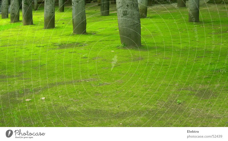 Villa Guilia Wiese Rasen Sportrasen Moos Baum Baumstamm Schatten Park ruhig Reihe Zweite Reihe Allee weich grün Palme Liegewiese Gärtner Wahrzeichen Denkmal
