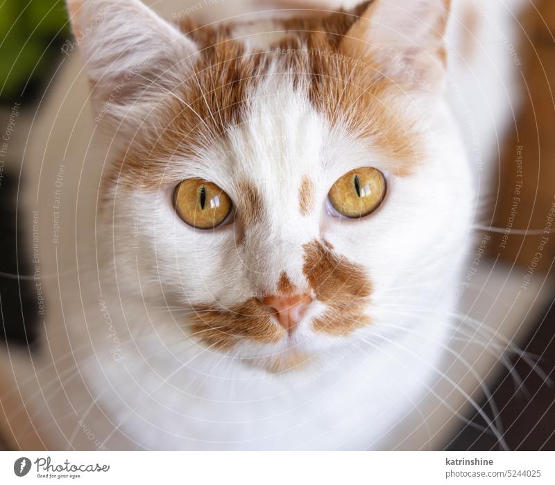Porträt einer weißen und roten Katze, die in die Kamera schaut, Nahaufnahme entspannend Flecken Haustier Europäer Ingwer kurzhaarig Tier Blick abschließen
