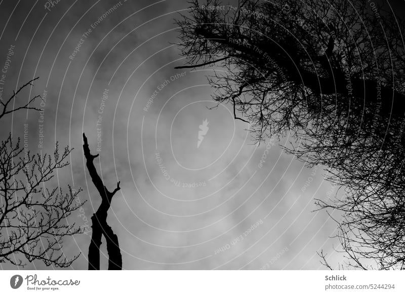 Geäst vor Himmel Verschiedene Schwarzweißfoto düster Wolken bewölkt Außenaufnahme Froschperspektive Knospen toter Ast Baum Silhouette Scherenschnitt Kontrast