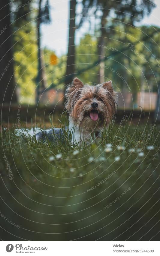 Porträt eines Biewer-Terriers, der mit herausgestreckter Zunge in Gras und Blumen liegt. Glücklicher Vierbeiner, der das Leben in der Natur genießt. Liebe zwischen Haustier und Mensch
