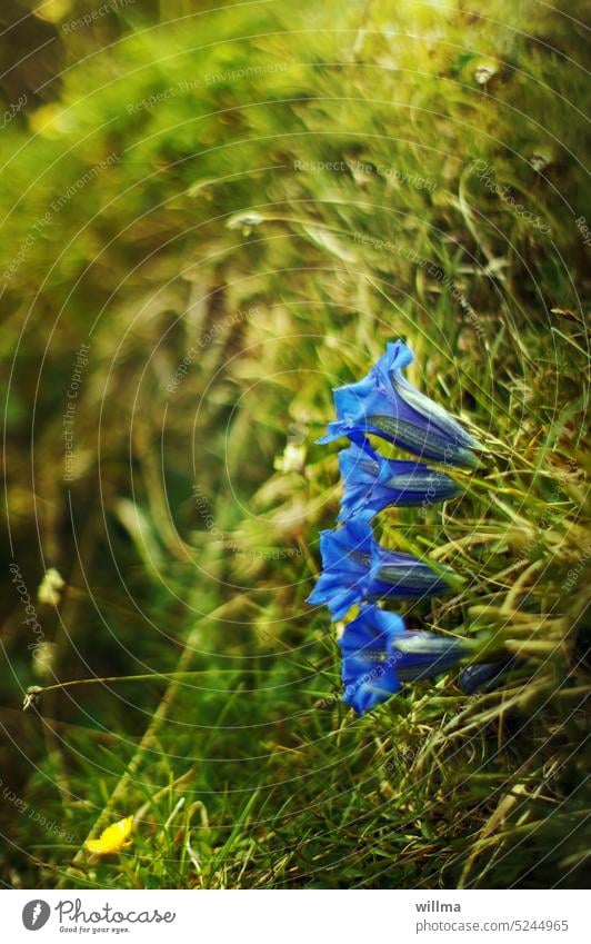 Launen der Natur | BILD: Gemeiner Blautrichterling erwischt mit Hang zum Rasen! Enzian blau Gras Berghang Wiese Blume Gebirgspflanze