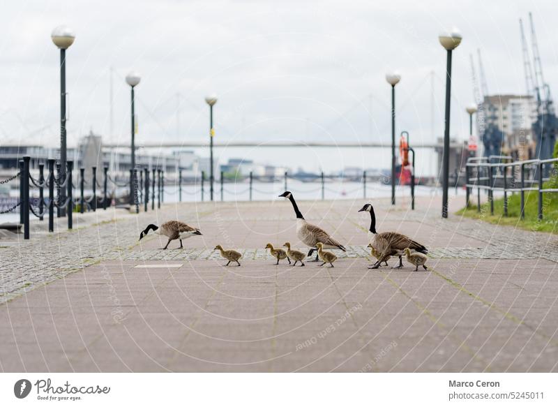 Eine Familie von Wildgänsen läuft durch die Straßen der Stadt Tier Tiere Babys Vogel Vogelbeobachtung Kanadagans Großstadt Stadtpark niedlich Dock Ente