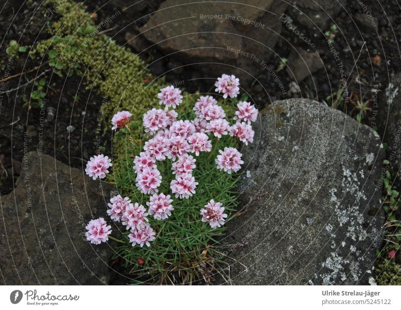 Blumenpolster zwischen Stein und Moosen Gras Steinspalte Ritz Niesche harte Bedingungen Überleben rosa grün grau Natur Pflanze natürlich Überlebenskünstler
