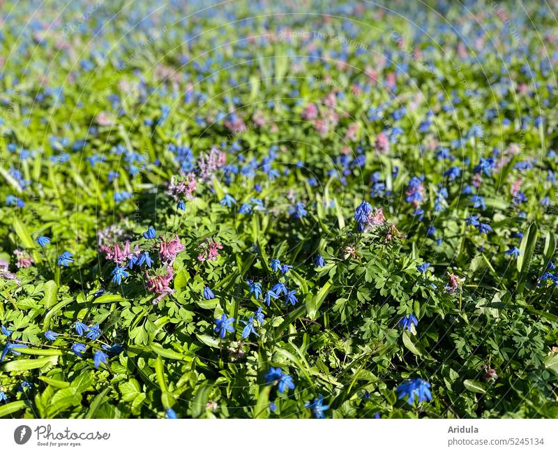 Frühblüherwiese Frühling Blume Blüte Natur Pflanze Frühlingsblume Garten Frühlingstag grün Rosa blau Sonnenlicht Sonnenschein Wiese Beet Blumenbeet