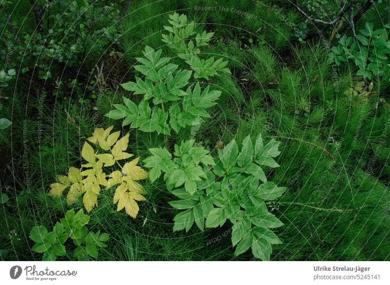 Blätter | grün trifft auf gelb Pflanze Blatt Natur Blattwerk zwei Seiten natürlich verschieden Kontrast Werden und Vergehen