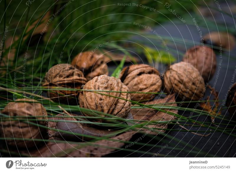 Baumnüsse am Boden in der Natur Baumnuss Walnüsse Nüsse Schale Gesundheit Vegetarische Ernährung Herbst herbstlich Bioprodukte frisch Vegane Ernährung natürlich