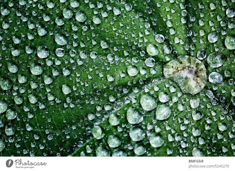 Makroaufnahme von zahlreichen Wassertropfen auf einem dunkelgrünen grünen Blatt Tropfen detailliert kontrastreich Nahaufnahme Natur natürlich Pflanze Wachstum