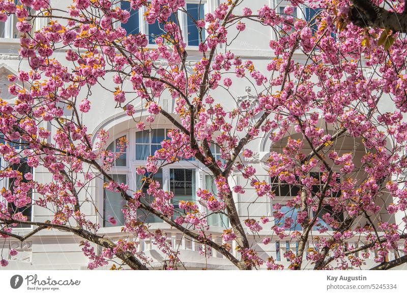 Japanische Kirschblüte kirschblütezeit frühling altstadt bonn nordrhein westfalen kirsch baum japanische blütenkirschen bonner viertel zierkirsche april sorten