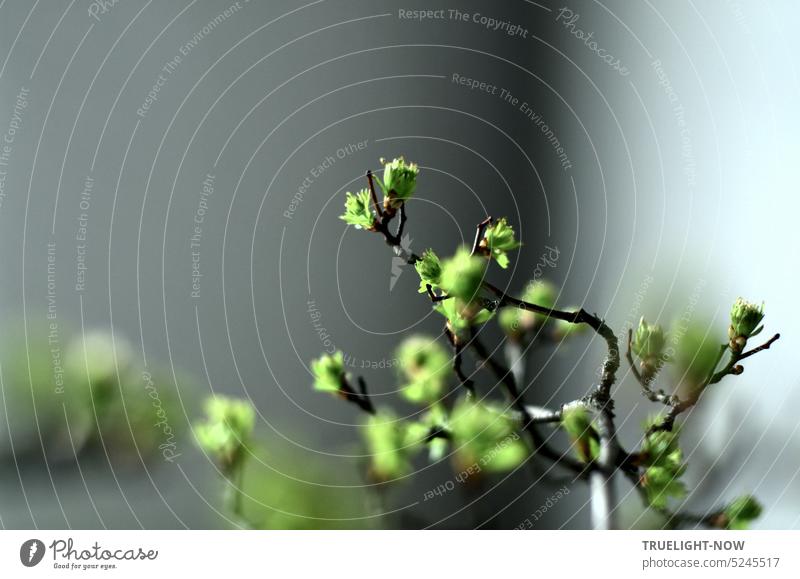 Im Frühling zeigt der Zweig von einem alten Strauch lebendig frisches Grün vor grauer Wand (2) Zweige Frühlingszweig Blattspitzen Blattgrün sprießen wild