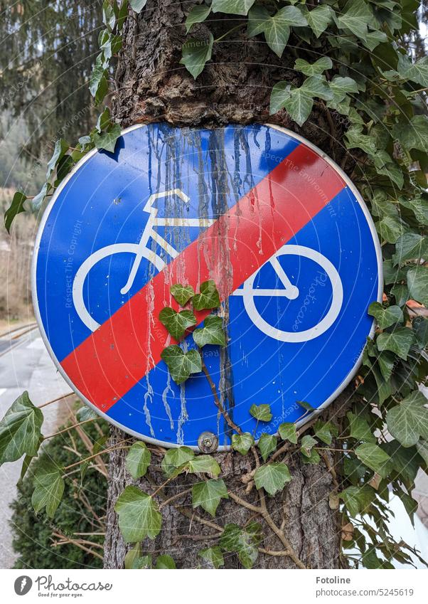Dieses Verkehrsschild, das das Ende des Fahrradweges markiert, ist schon so weit in den Baum eingewachsen, dass das Harz schon über das blau lackierte Blech läuft.