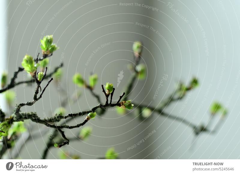 Im Frühling zeigt der Zweig von einem alten Strauch lebendig frisches Grün vor grauer Wand grün Blätter Blattspitzen leuchten wachsen Leben einfach Natur