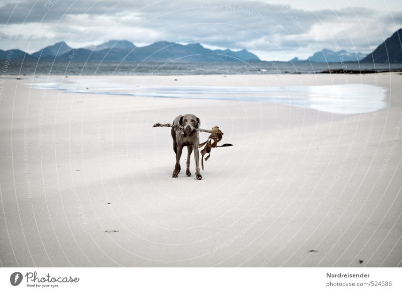 Stöckchen waren aus.... Leben Abenteuer Ferne Strand Meer Landschaft Urelemente Sand Wasser Wolken Wetter Berge u. Gebirge Küste Tier Hund laufen Coolness