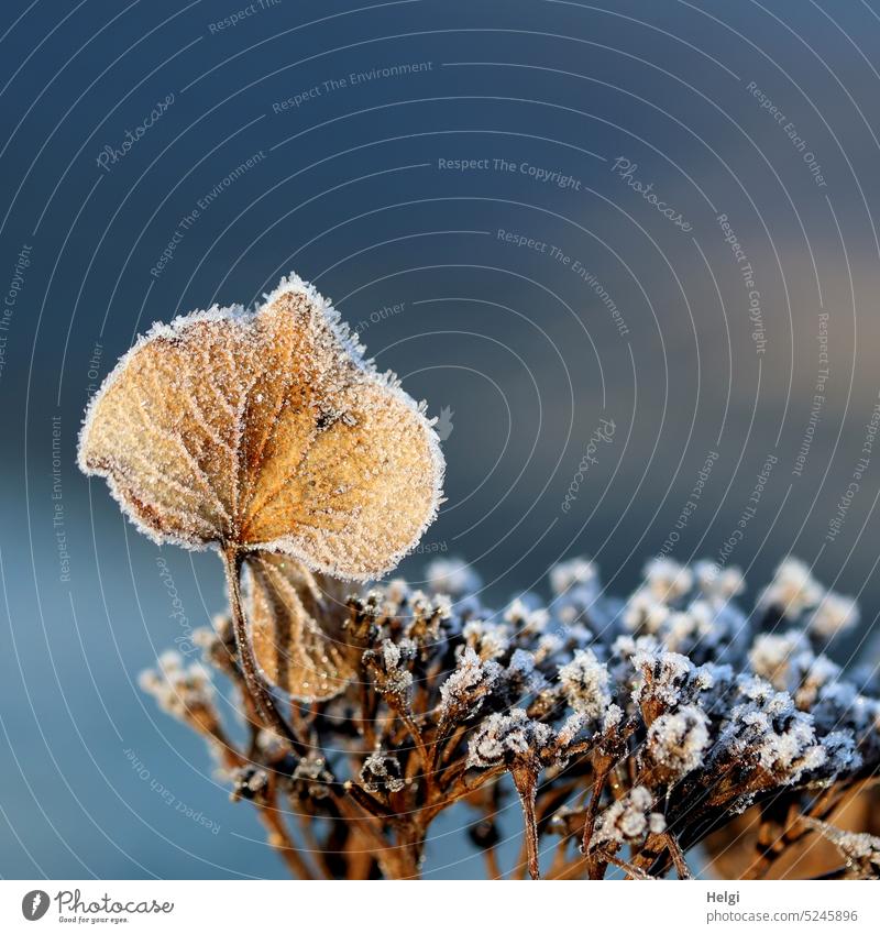 vertrocknete Blüte einer Tellerhortensie mit Raureif im Sonnenlicht Hortensie Blütenblatt Kälte Winter kalt Frost Eis Eiskristalle Sonnenschein Licht Schatten