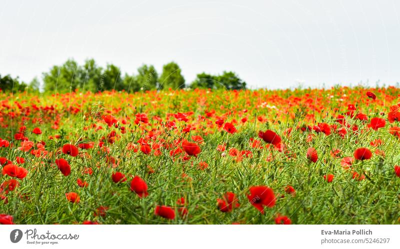 Ein Feld mit bluehenden Mohnblumen im Sommer, bayerische Landschaften sommerblumen klatschmohn bayerischer pflanzlich landleben landnutzung mohnbluete