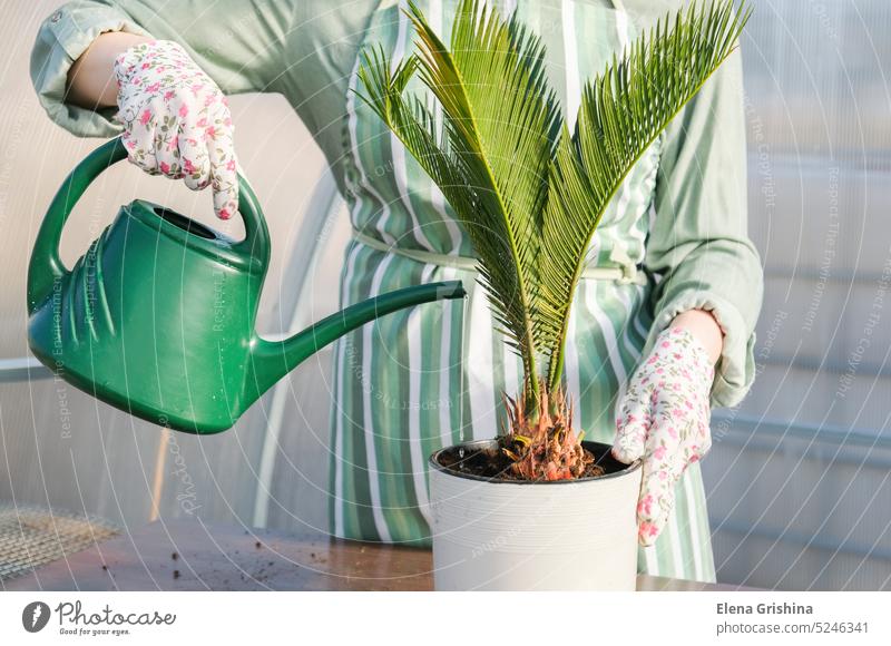 Tropische Pflanze Cycas revoluta in einem weißen Topf. Gärtnerin bewässert aus einer Gießkanne Japanische Sagopalme. Zykas Palme Handfläche tropisch