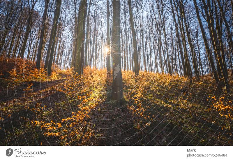 Frühlingssonnenlicht durch die Bäume im Wald, Bakony Wald in Ungarn Sonnenschein Waldgebiet Laubwerk reisen Sonnenlicht Baum Park Umwelt Landschaft natürlich