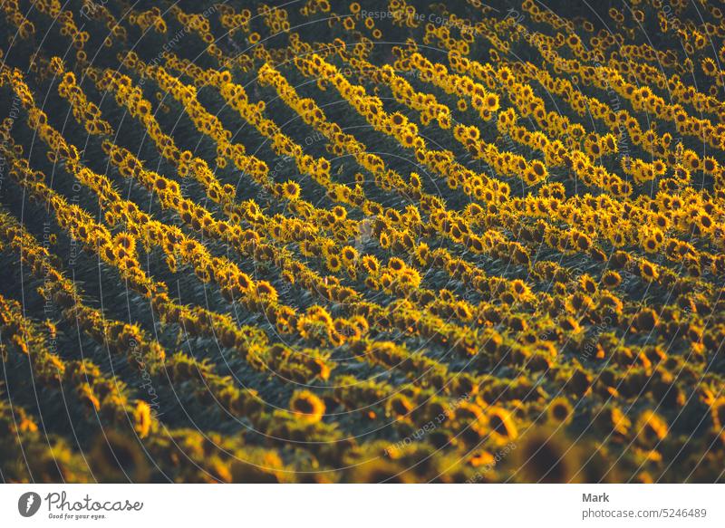 Sonnenblumenfeld Landschaft mit der Sonne. Feld von blühenden Sonnenblumen auf einem Sommer Sonnenuntergang. Sonnenblume natürlichen Hintergrund, Sonnenblume blüht in Ungarn.