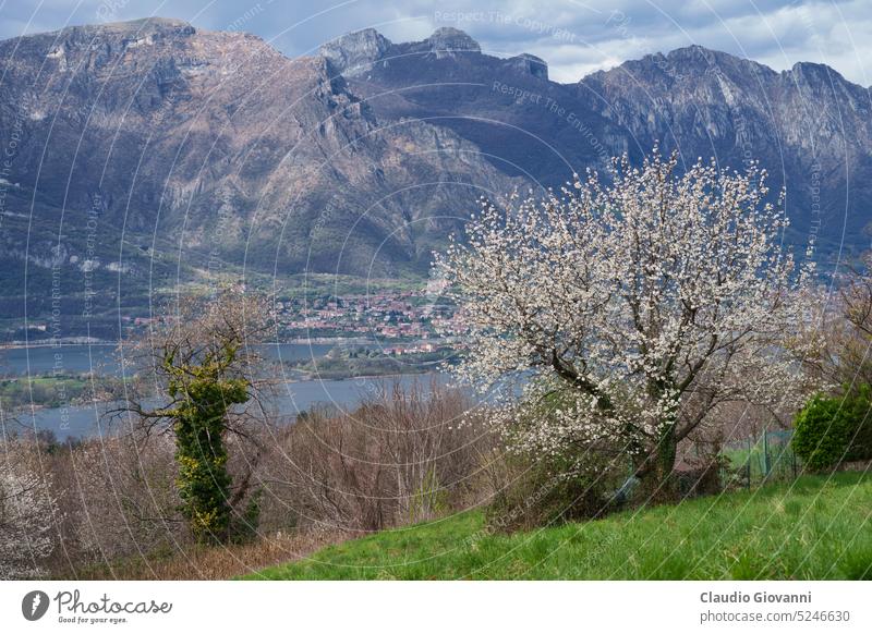 Blick auf den Annone-See vom Colle Brianza April Europa Italien lecco Lombardei Blüte Farbe Tag Blume Hügel Landschaft Berge u. Gebirge Natur Panorama